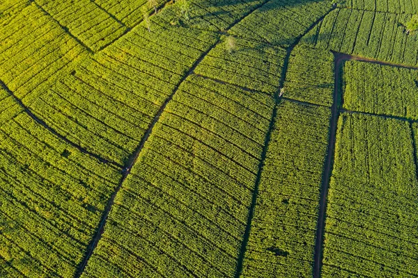 Aerial view of green corn field. Abstract geometric shapes of agricultural parcels. Lush landscape in countryside. Shot from drone. Nature and agriculture concepts