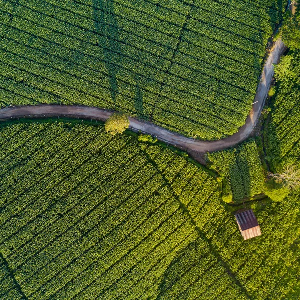 Havadan görünümü güzel eğri yol ve yeşil mısır alan kulübesinde. Tarımsal parsel soyut geometrik şekiller. Yemyeşil manzara kırsal kesimde. Drone vurdu. Doğa ve tarım kavramları