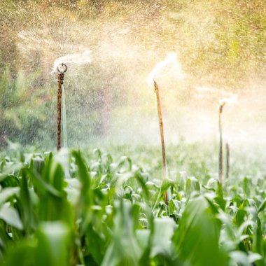Yeşil mısır tarlasında fıskiye başı sulama
