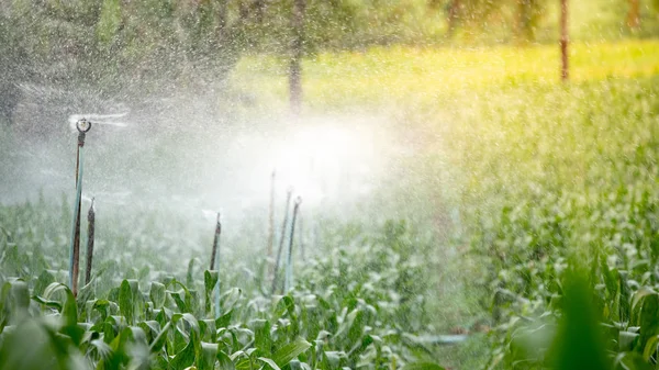 Sprinkler head watering on green corn field