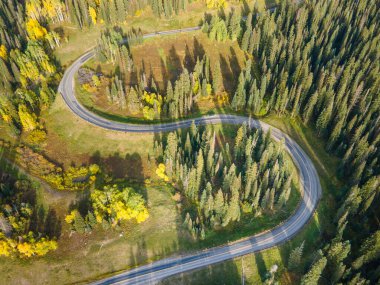 Colorado, ABD 'nin sonbahar sezonunun başlarında yeşil çam ve kavis ormanlarında dolanan S eğrisi yolunun hava aracı görüntüleri..