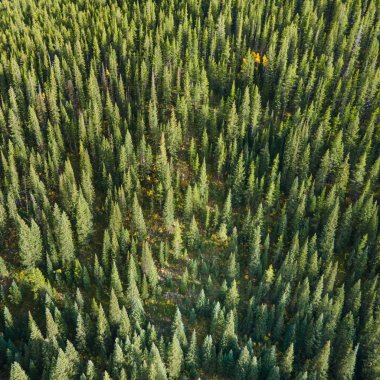 Colorado, ABD 'nin sonbaharında yeşil çam ormanlarının veya çam ağaçlarının hava manzarası. Doğa çevre kavramı