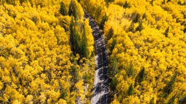 Her iki tarafında çam ağaçları olan sarı kavak ağacından geçen kırsal yolun havadan görünüşü. Colorado, ABD 'deki sonbahar yaprakları sırasında çok güzel bir manzara. Sonbahar sezonunda manzara yolu