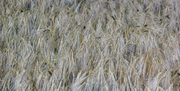 Winter barley on a summer morning in the field — Stock Photo, Image