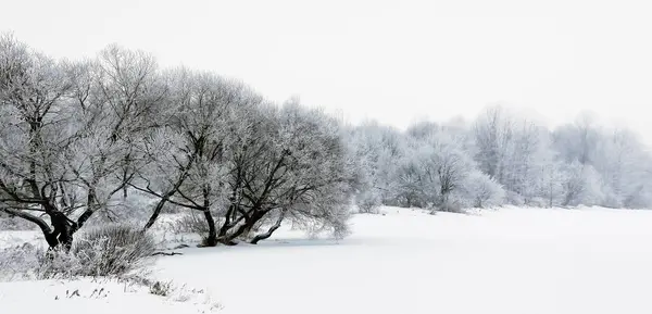 Nieuwjaarsbos Bos Sneeuw Vorst Bomen — Stockfoto