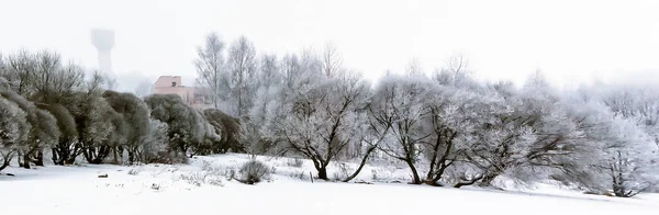 New Year\'s winter forest, forest in the snow, frost on the trees