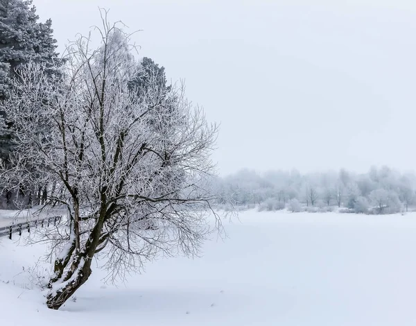 New Year\'s winter forest, forest in the snow, frost on the trees