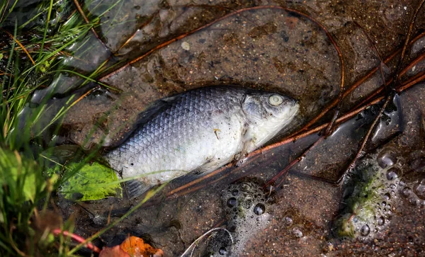 Dead Fish Polluted Water Lies Shallow Waters Freshwater Lake — Stock Photo, Image