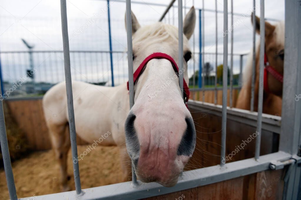 The white horse is sad, asleep in a wooden stall in the fresh air.