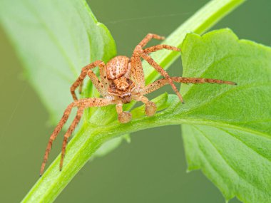 Olgun erkek yengeç örümceği, Philodromus türü, bitki sapına tırmanıyor. Ön taraftan. Bu belirgin düzleştirilmiş örümcekler Kuzey Amerika ve Avrupa 'da yaygındır.
