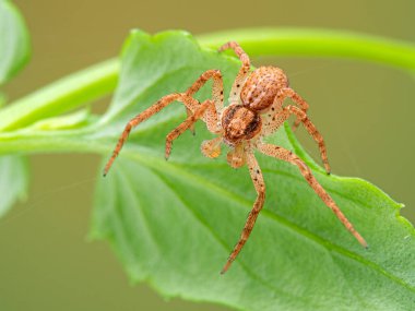 Olgun erkek yengeç örümceği, Philodromus türü, bitki yaprağına tırmanıyor. Sırt manzarası. Bu belirgin düzleştirilmiş örümcekler Kuzey Amerika ve Avrupa 'da yaygındır.