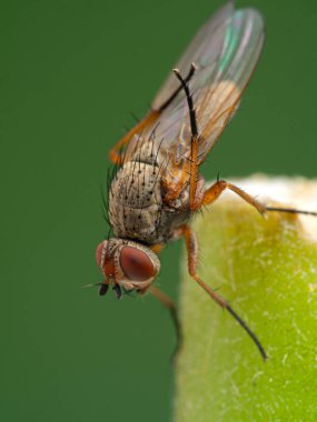 Kök kurtçuğu sineği, Anthomyidae casusları, kanatlarını temizlemek için arka ayaklarını kullanırlar, bir bitki sapında, yakın plan, dikey