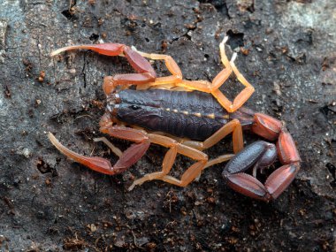 Yeni şekil verilmiş parlak renkli kahverengi akrep kabuğu, Centruroides gracilis, yukarıdan kabukta