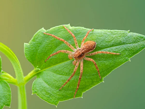 Взрослый Паук Краб Вид Philodromus Взбирается Листья Растений Дорсальный Вид — стоковое фото