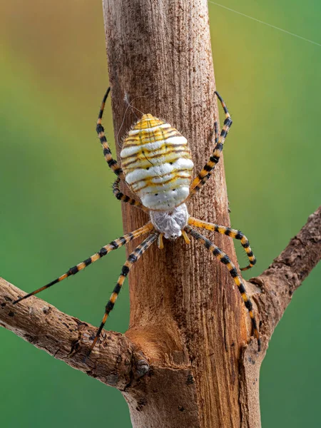 Escorpión Corteza Arizona Femenino Centruroides Sculpturatus Llevando Bebés Espalda Arena — Foto de Stock