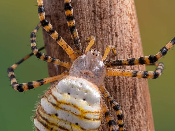 Самка Скорпиона Коры Аризоны Centruroides Sculpturatus Несущая Младенцев Спине Песке — стоковое фото