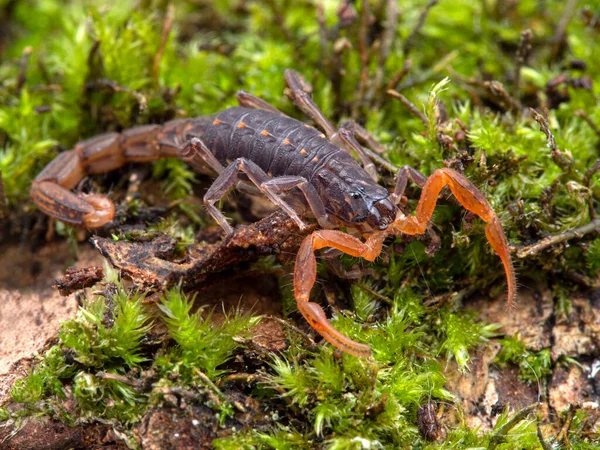 female Arizona bark scorpion, Centruroides sculpturatus, carrying babies on back, on sand, vertical, from above. Native to southwest USA & northwestern Mexico, and is the most dangerous North American scorpion