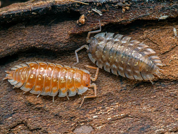 Scorpione Femmina Della Corteccia Dell Arizona Centruroides Sculturatus Che Trasporta — Foto Stock