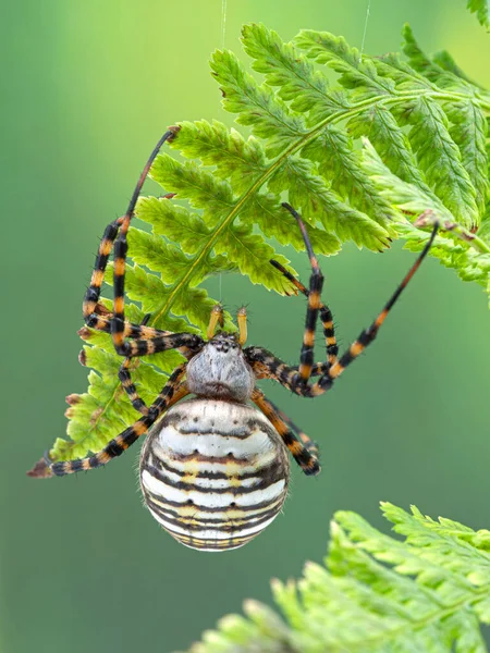 Самка Скорпиона Коры Аризоны Centruroides Sculpturatus Несущая Младенцев Спине Песке — стоковое фото