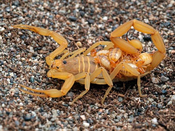 Scorpion Écorce Femelle Arizona Centruroides Sculpturatus Portant Des Bébés Sur — Photo