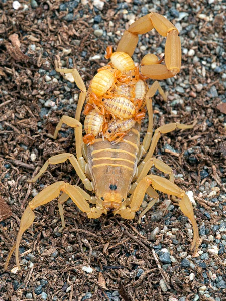 亚利桑那州的雌性树皮蝎子 正中央的雕塑品 背负婴儿 在沙滩上 从上方 原产于美国西南部和墨西哥西北部 是北美最危险的蝎子 — 图库照片