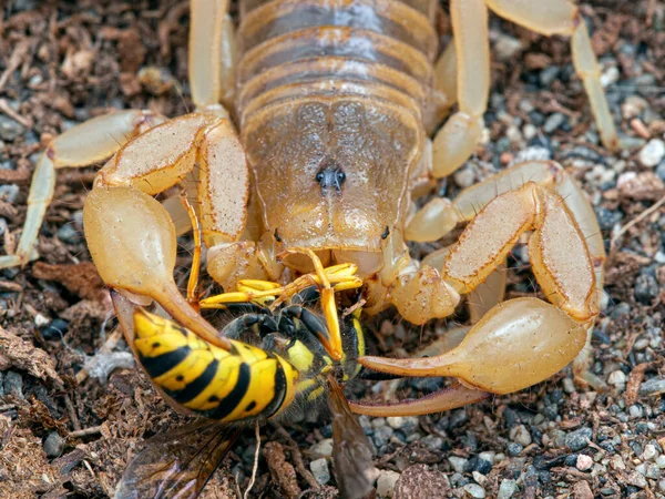 Vrouwelijke Arizona Schorpioen Centruroides Sculpturatus Draagt Baby Rug Zand Verticaal — Stockfoto