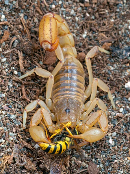 Weiblicher Arizona Rindenskorpion Centruroides Sculpturatus Trägt Babys Auf Dem Rücken — Stockfoto