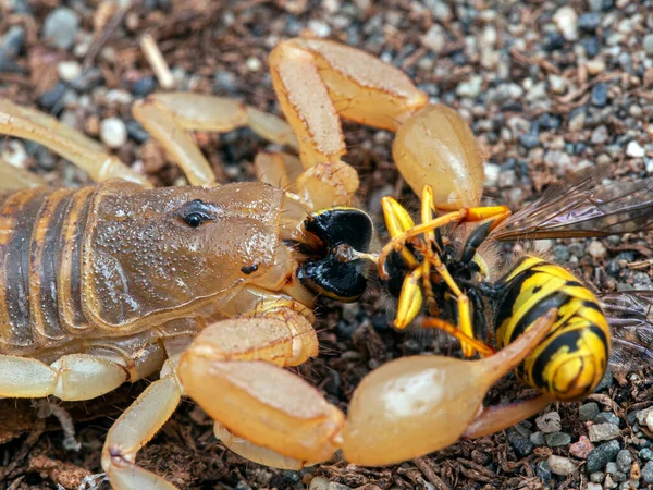 Vrouwelijke Arizona Schorpioen Centruroides Sculpturatus Draagt Baby Rug Zand Verticaal — Stockfoto