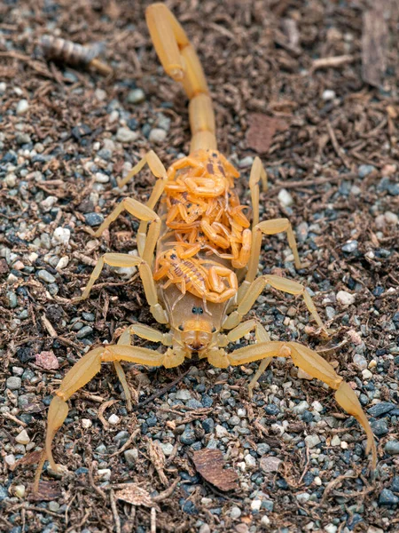 Escorpión Corteza Arizona Femenino Centruroides Sculpturatus Llevando Bebés Espalda Arena — Foto de Stock