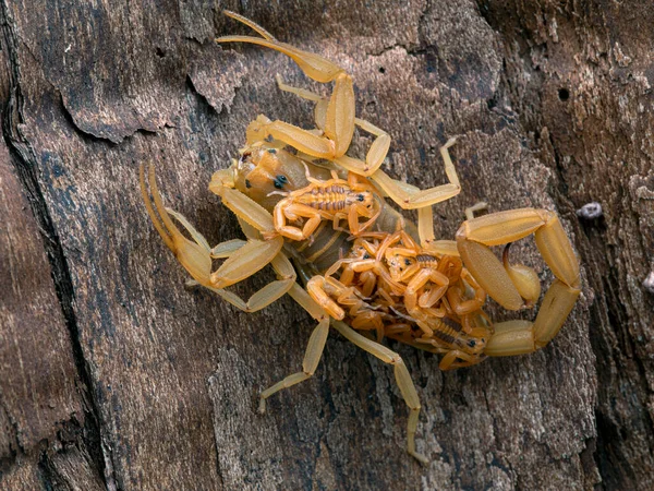 Vrouwelijke Arizona Schorpioen Centruroides Sculpturatus Baby Rug Verticaal Schors Achteraanzicht — Stockfoto