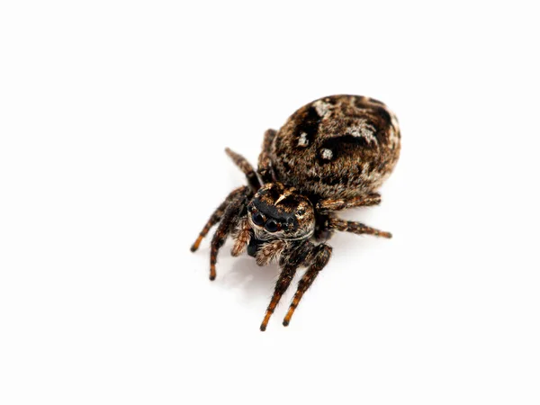 Gravid Female Jumping Spider Calositticus Floricola Palustris View Isolated — Foto de Stock