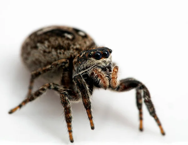 Mezar Dişisi Zıplayan Örümcek Calositticus Floricola Palustris Yakın Plan Görünüm — Stok fotoğraf
