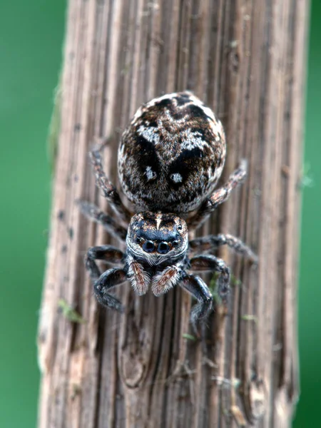 Araña Saltadora Hembra Grávida Calositticus Floricola Palustris Tallo Planta Frente — Foto de Stock