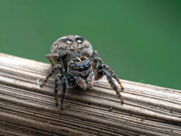 Araña Saltadora Hembra Grávida Calositticus Floricola Palustris Tallo Planta Frente — Foto de Stock