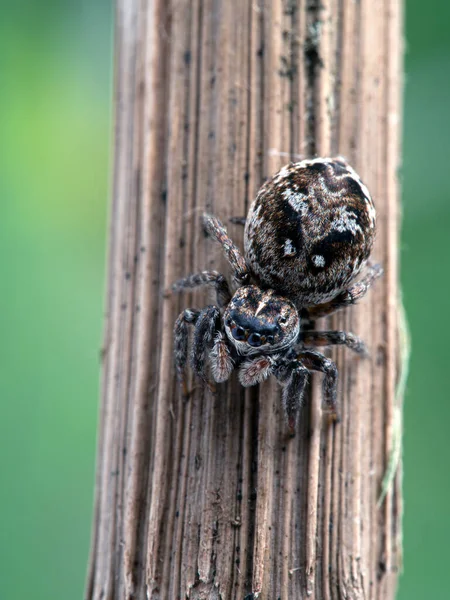Gravidní Samičí Skákací Pavouk Calositticus Floricola Palustris Stonku Rostliny Vertikální — Stock fotografie
