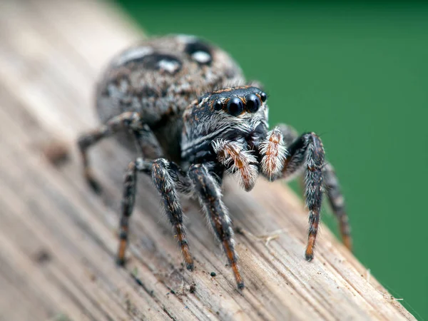 Gravid Female Jumping Spider Calositticus Floricola Palustris Plant Stem Close — стоковое фото