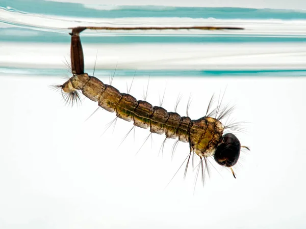 Mückenlarve Ruht Unter Der Wasseroberfläche Atmet Durch Den Hinteren Siphon — Stockfoto