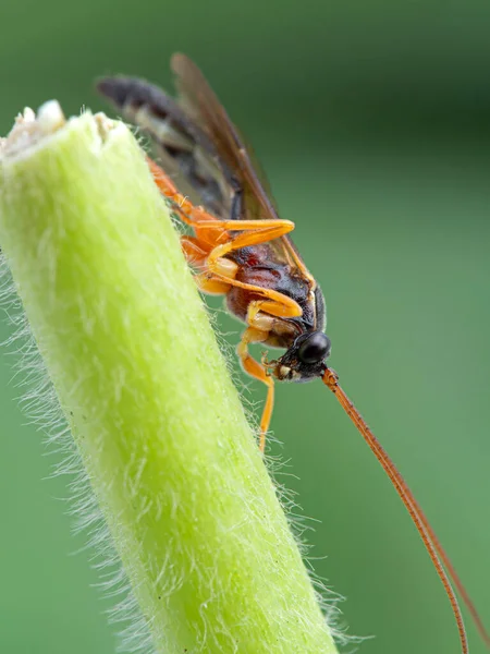 Close Portret Van Een Ichneumon Wesp Ichneumonidae Soort Plantenstengel Zijaanzicht — Stockfoto