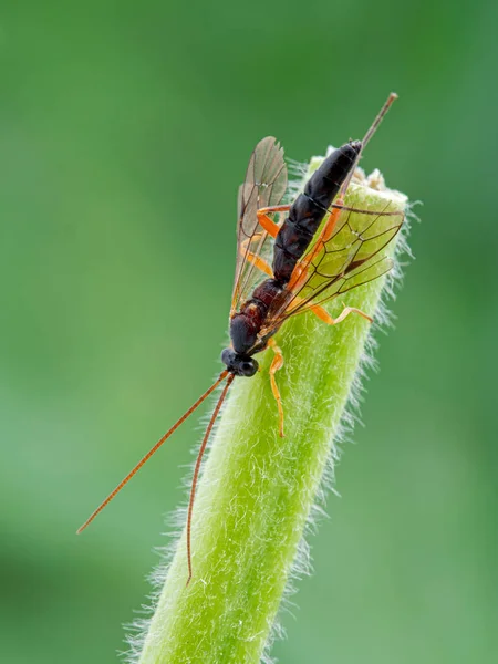 Ichneumon Wasp Ichneumonidae Species Plant Stem Dorsal View — Stock Photo, Image