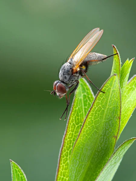 Mosca Del Gusano Raíz Anthomyiidae Spcies Cepillando Sus Patas Delanteras —  Fotos de Stock