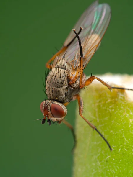 Mosca Del Gusano Raíz Anthomyiidae Spcies Utilizando Sus Patas Traseras — Foto de Stock