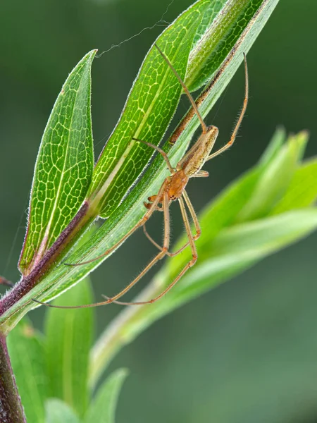 Длинночелюстный Паук Ткач Tetragnatha Laboriosa Среди Листьев Растений Вид Сбоку — стоковое фото