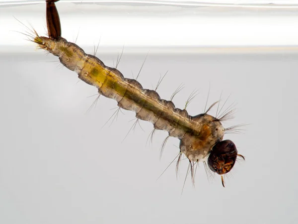 Mückenlarve Ruht Unter Der Wasseroberfläche Atmet Durch Ihren Hinteren Siphon — Stockfoto