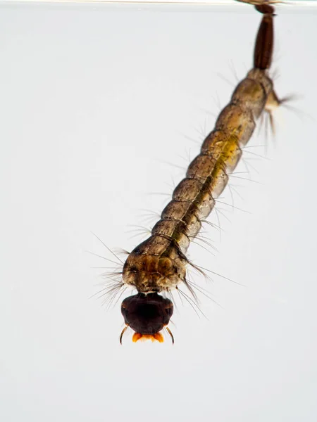 Mückenlarve Ruht Unter Der Wasseroberfläche Und Atmet Durch Ihren Hinteren — Stockfoto