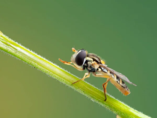 Hover fly, Sphaerophoria sulphuripes, on a plant stem grooming its front legs, side view