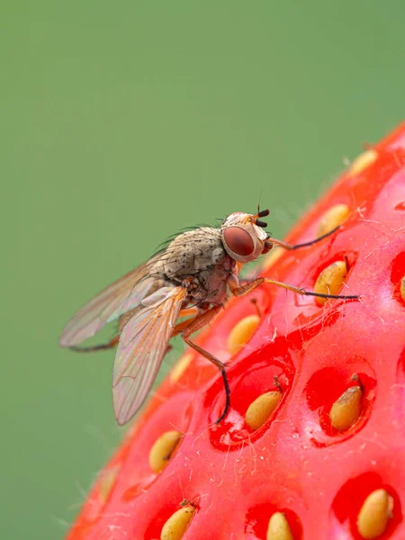 Root Maggot Anthomyiidae 딸기에 — 스톡 사진