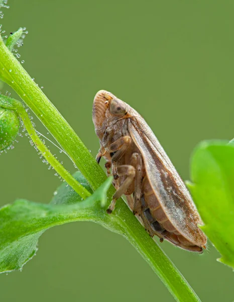 Tan Färgad Bladtratt Insekt Cicadellidae Arter Sittande Växtstam Sidovy — Stockfoto