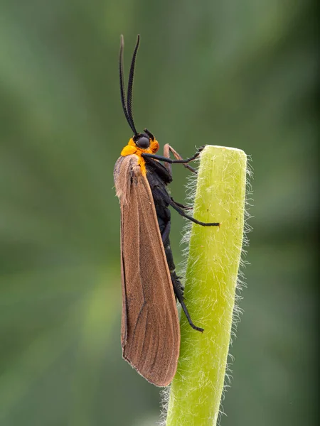 Falena Del Paesaggio Collare Giallo Cisseps Fulvicollis Appollaiato Sul Fusto — Foto Stock