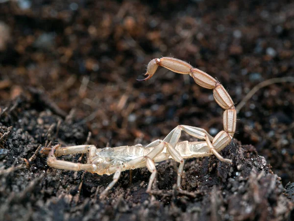 Peau Extraite Scorpion Écorce Brune Juvénile Centruroides Gracilis Sur Écorce — Photo