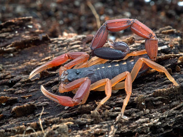 Escorpião Casca Castanha Juvenil Cor Brilhante Centruroides Gracilis Recém Mudado — Fotografia de Stock